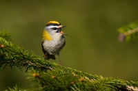 Kralicek ohnivy - Regulus ignicapilla - Firecrest 4038